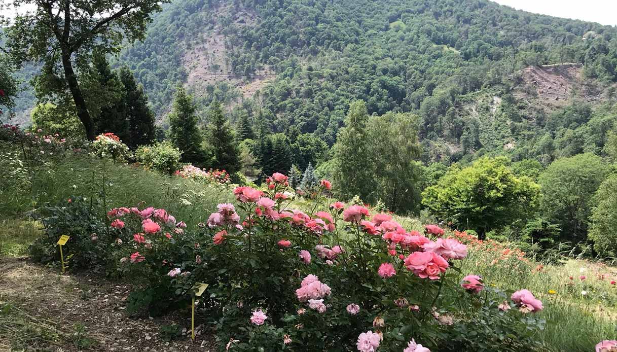Roseto in collina con rose rosa e paesaggio montano sullo sfondo