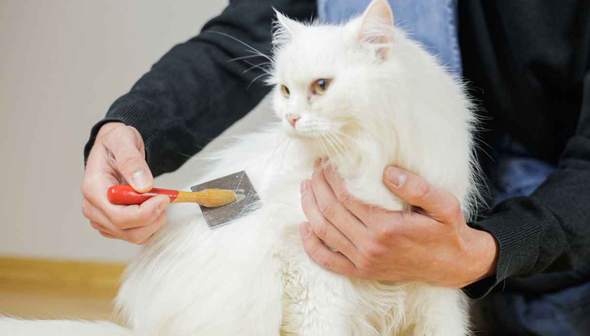 Come scegliere la spazzola giusta per i gatti a pelo lungo