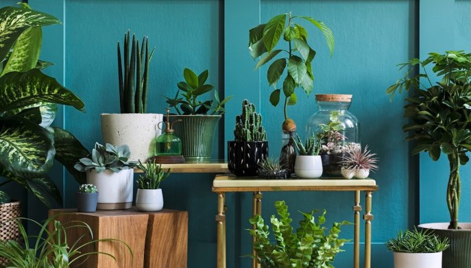 Acqua per irrigazione piante