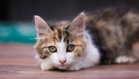 Gattina violentata a Roma: Rosi lotta, caccia al responsabile