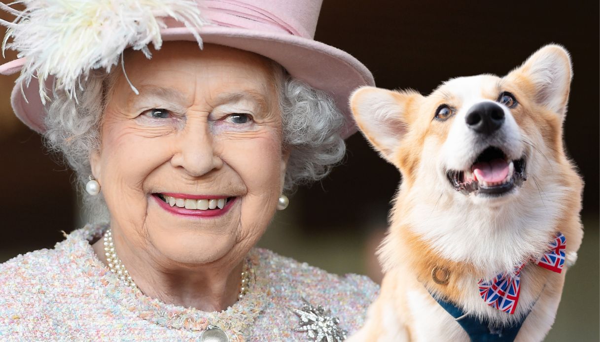 Il corgi, il cane preferito della Regina Elisabetta, è in pericolo nel Regno Unito