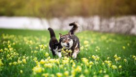 10 attività primaverili da fare con il tuo cane e il tuo gatto per rafforzare il legame
