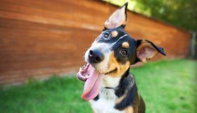 Collare antiparassitario per cani. Questo con oltre 60mila recensioni è il più venduto