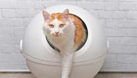 Addio cattivi odori, i deodoranti per la lettiera autopulente sono l’accessorio da avere assolutamente