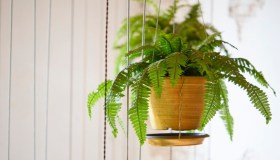 Felce di Boston, dove posizionare la pianta che assorbe l’umidità