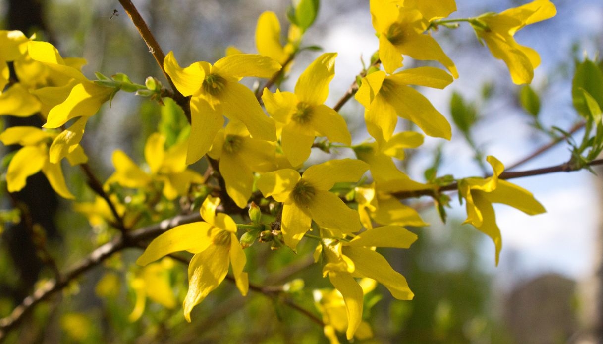 Forsizia, come curarla, dove piantarla e quando fiorisce
