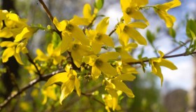 Forsizia, come curarla, dove piantarla e quando fiorisce