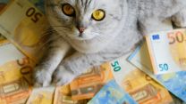 Quanto vuoi bene a cane e gatto? Lo rivela la pet economy: in aumento in Italia