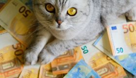 Quanto vuoi bene a cane e gatto? Lo rivela la pet economy: in aumento in Italia