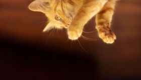 Come fanno i gatti a cadere sempre in piedi? La risposta arriva dopo 100 anni