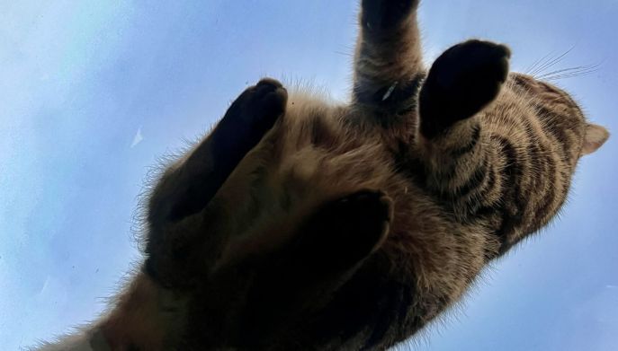 Gatto seduto su lastra di vetro