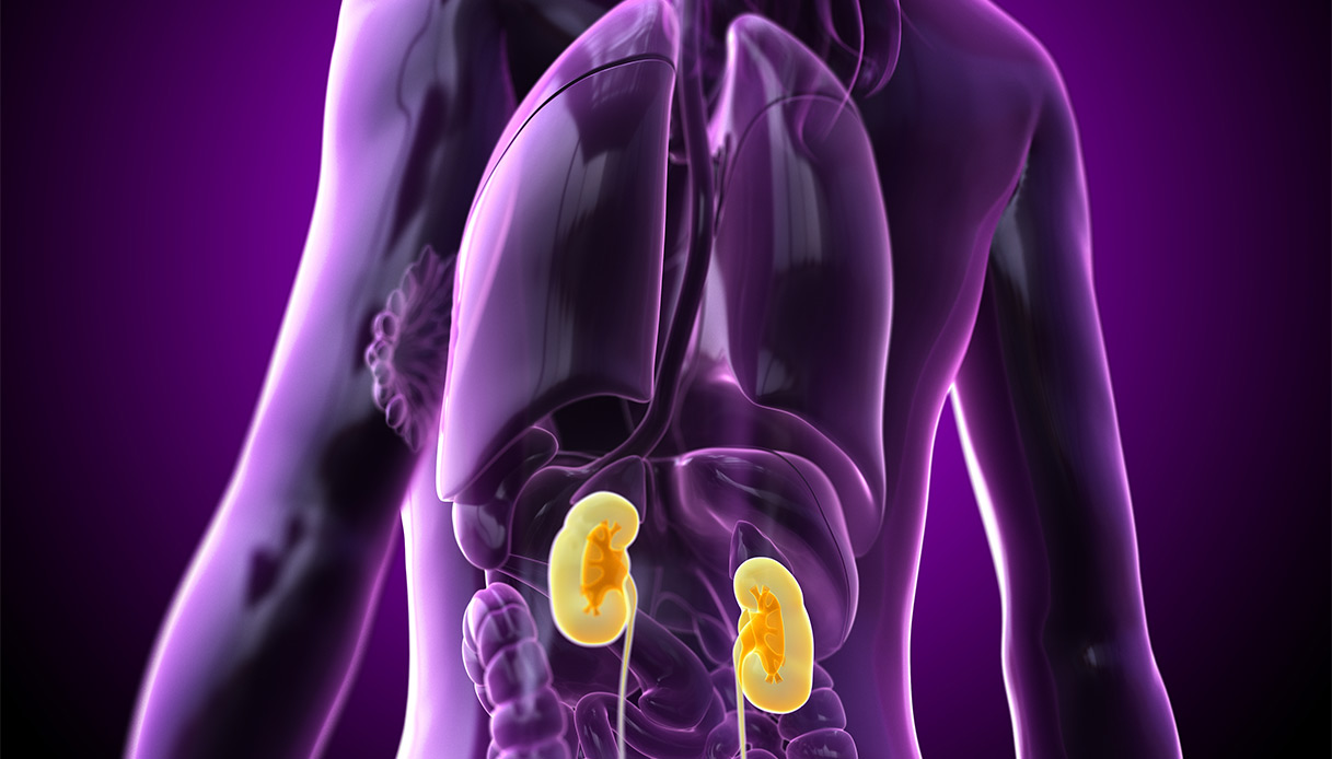 Giornata Mondiale del Rene, le raccomandazioni degli esperti per prevenzione, diagnosi precoce e dialisi