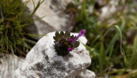 Lamio o falsa ortica, come riconoscerla, quando fiorisce e come utilizzarla