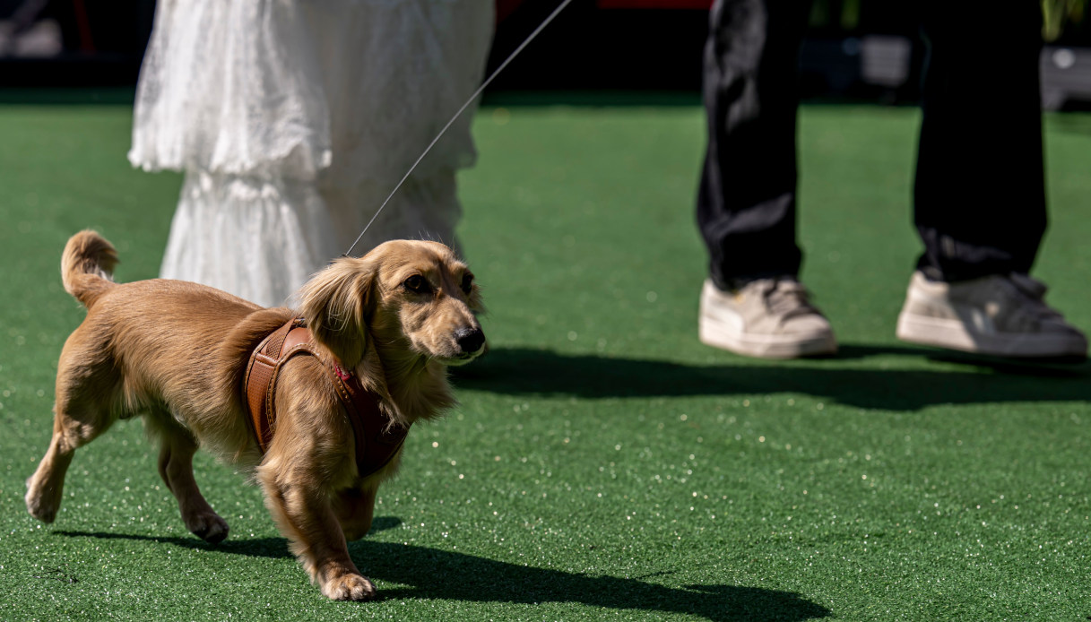 Il bassotto di Charles Leclerc