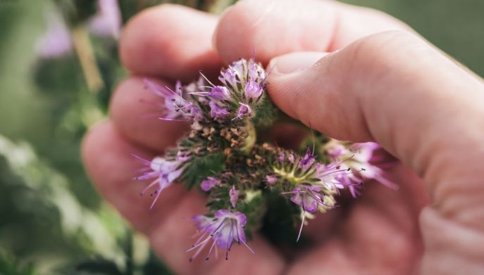 Pianta medicinale nella natura