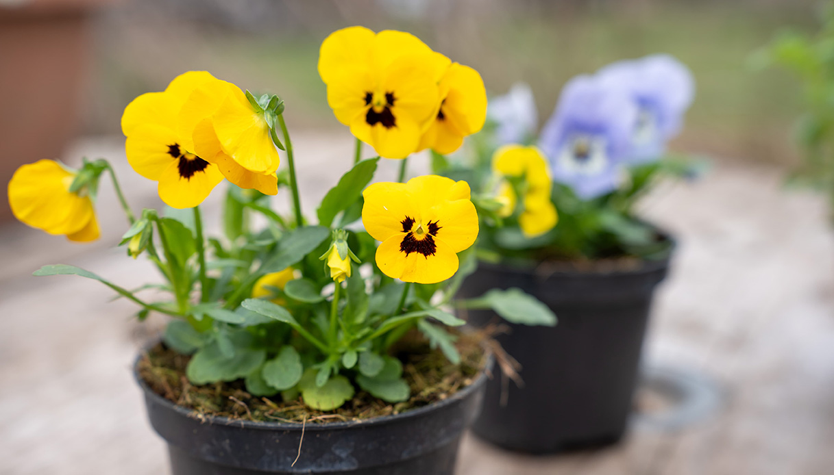 viole gialle in vaso dettaglio fiori resistenti coltivazione marzo