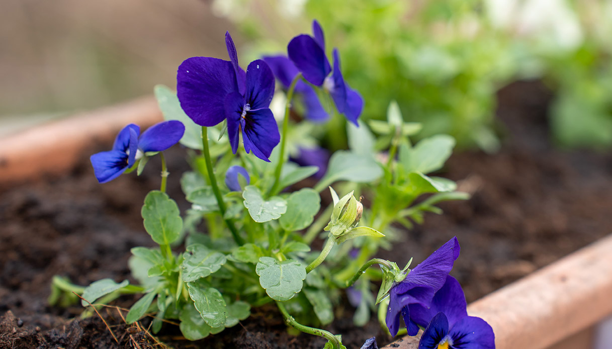 viole viola piantate nel terreno a marzo fioritura precoce primaverile