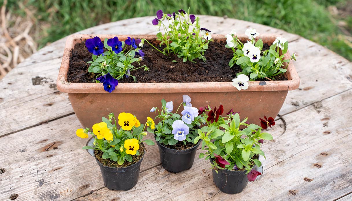 viole colorate in piccoli vasi e fioriera per balcone e terrazzo a marzo