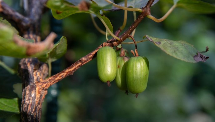 Kiwi, come potare la pianta