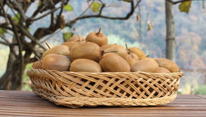 Pianta di kiwi variet&agrave; dioica