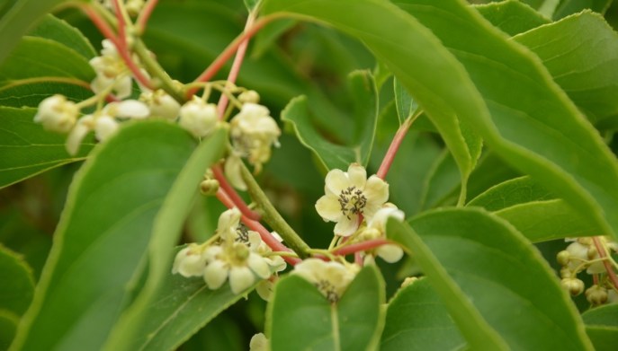Kiwi coltivare pianta in balcone