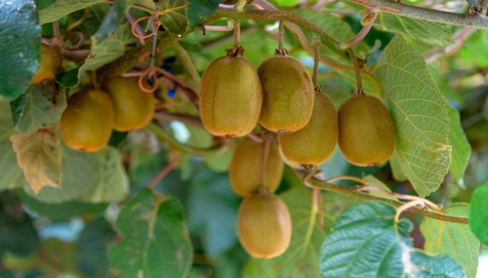 Pianta di kiwi esposizione sole