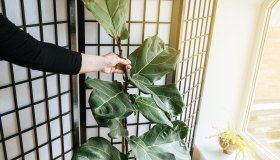 Ficus Lyrata, dove posizionare e quanto innaffiare la pianta con le foglie a violino