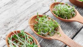 Germogli primaverili che trovi al supermercato: benefici e guida alla scelta