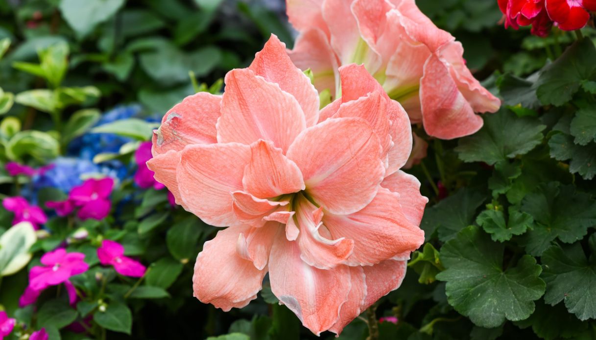Hippeastrum, come curarlo e cosa fare dopo la fioritura