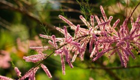 Tamerice, come coltivarla in giardino e quando fiorisce