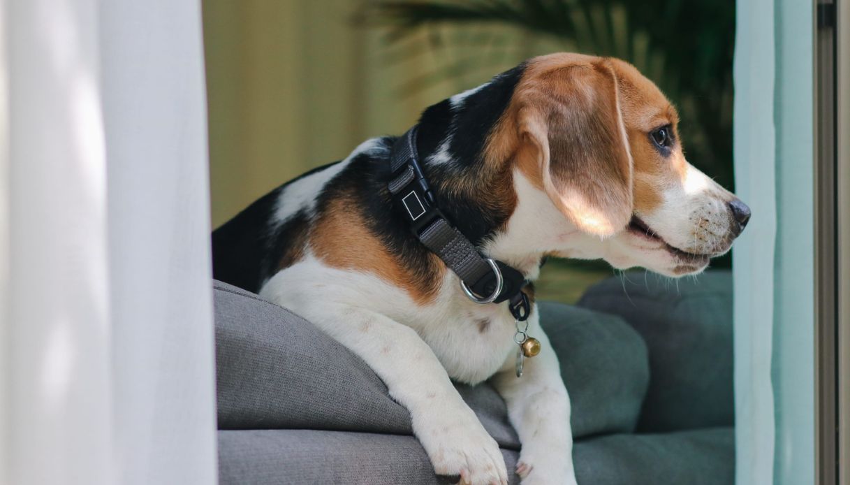 Cane alla finestra di casa: come modifica l'aria