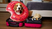 Viaggi con animali in Europa: nuove regole tra microchip, passaporto e vaccini
