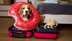 Viaggi con animali in Europa: nuove regole tra microchip, passaporto e vaccini