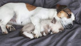 Prendersi cura di cane e gatto: quanto costa mantenerli in Italia