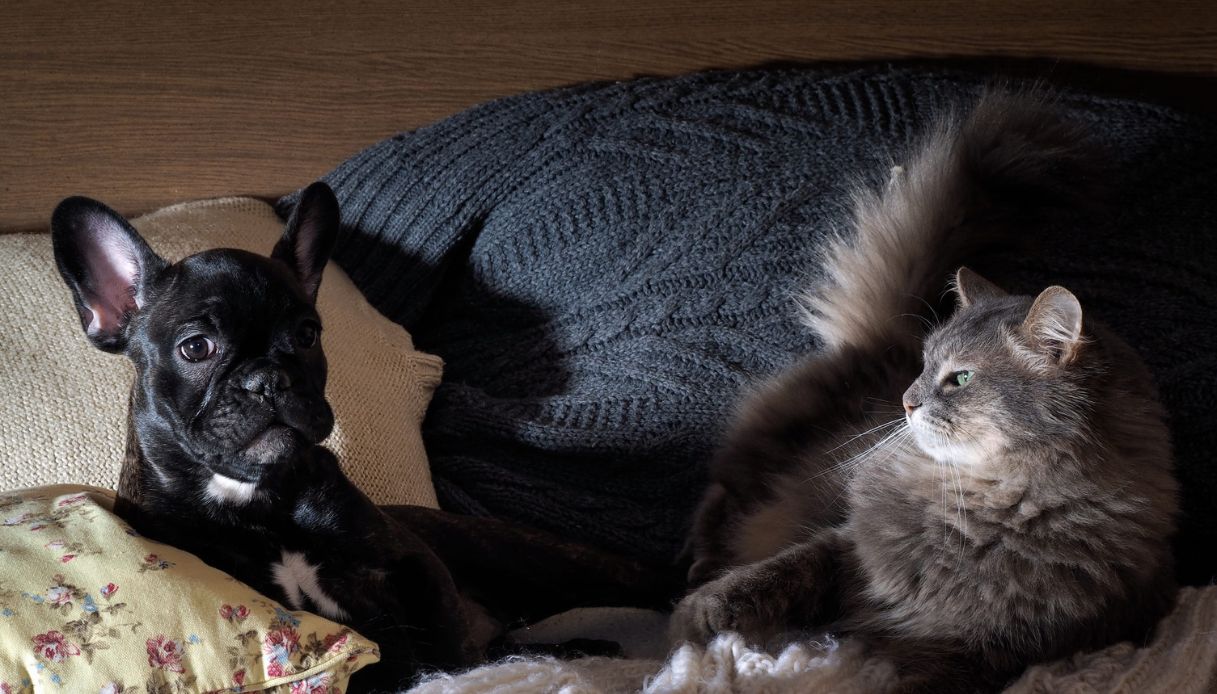 Cane e gatto sotto lo stesso tetto