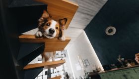 Vivere con un cane in casa cambia la qualità dell’aria, ecco cosa sappiamo
