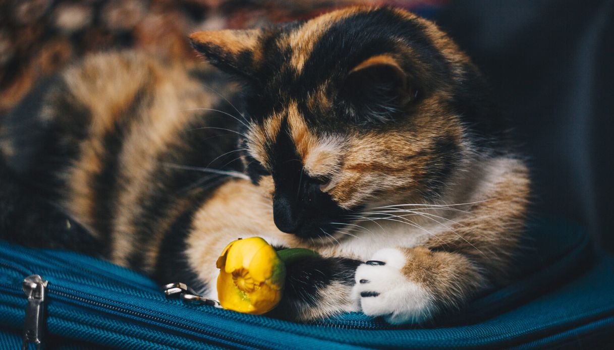 Gatta pronta a partire: cosa serve per viaggiare 