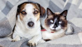 Proteggere cani e gatti, piante primaverili velenose: la guida completa