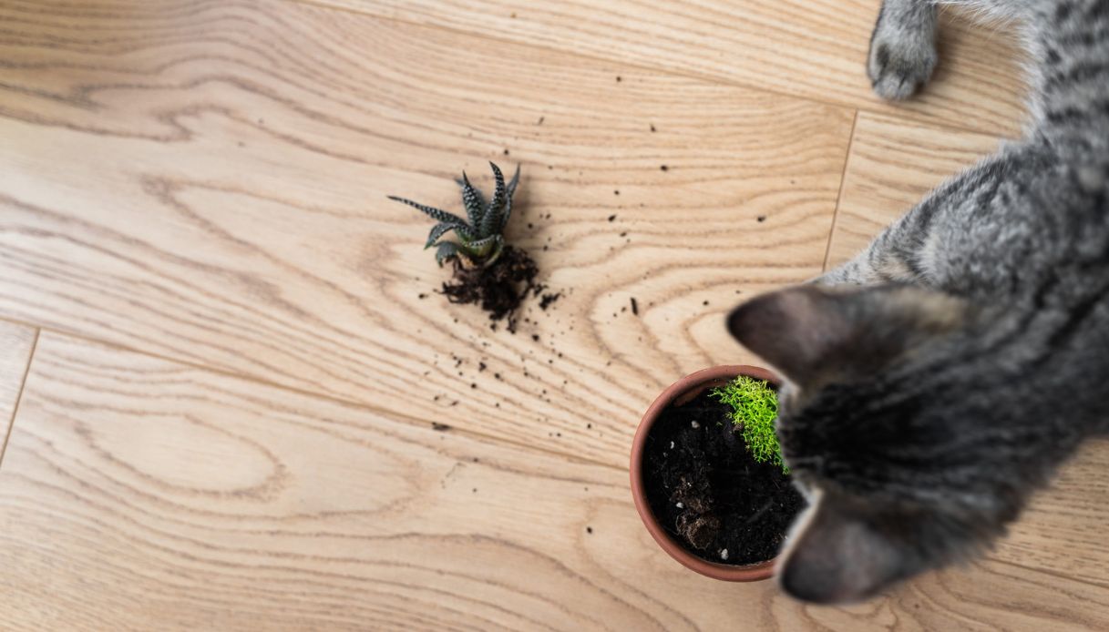 Gatto distrugge una pianta velenosa: i rischi