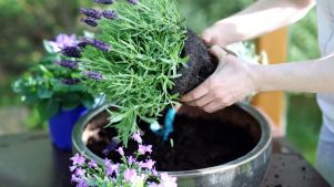 Le 7 piante da esterno che hanno bisogno di poca acqua. E non sono grasse