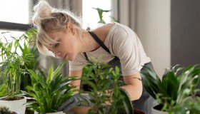 Piante da appartamento, il trucco dello zucchero per rivitalizzarle