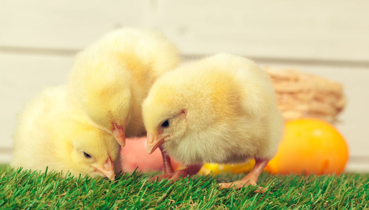 Pulcini in regalo a Pasqua: quando non si pensa al benessere degli animali