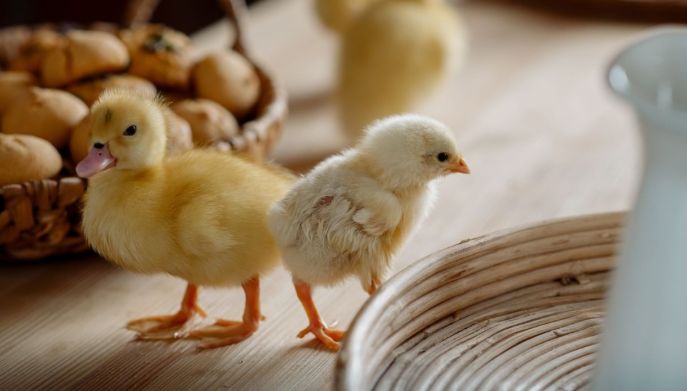 Pulcini in regalo a Pasqua: perch&eacute; &egrave; sbagliato