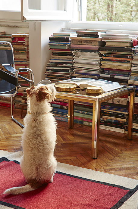 Fox terrier bianco e marrone in piedi sulle zampe posteriori davanti a un tavolino in acciaio cromato con libri aperti, pile di volumi di design e arte sullo sfondo, parquet a spina di pesce