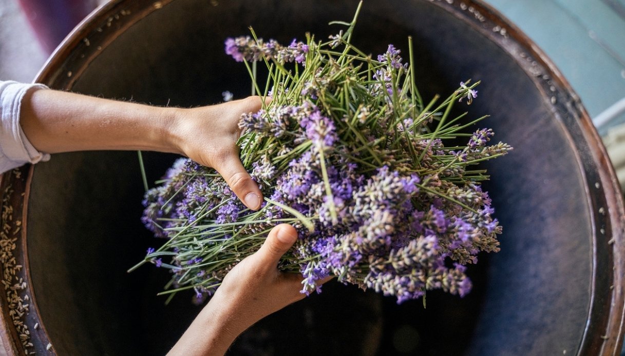 Piante entomofile, quali sono e perché sono generalmente meno allergiche