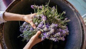 Piante entomofile, quali sono e perché sono generalmente meno allergiche