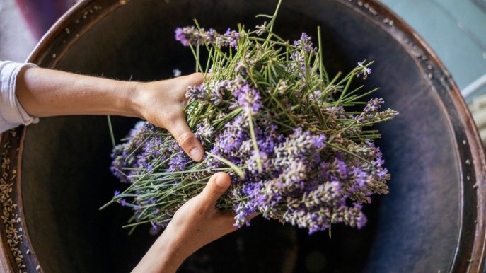 Piante entomofile, quali sono e perché sono generalmente meno allergiche