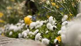 Aiuole come architettura come progettare il giardino attraverso il colore