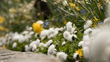Aiuole come architettura come progettare il giardino attraverso il colore