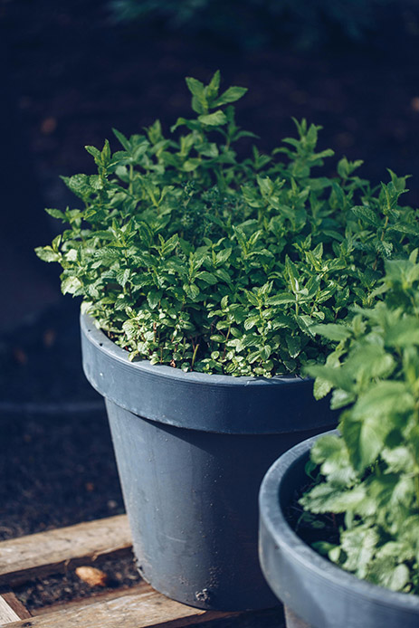 Due vasi grigi in plastica con piante aromatiche rigogliose su fondo di terra scura, primo piano sulla menta